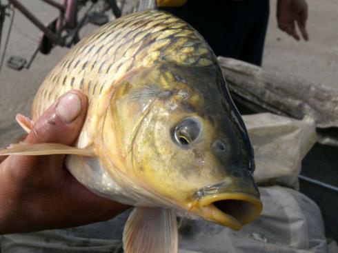 東阿黃河鯉魚