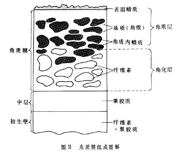 角質膜組成圖解