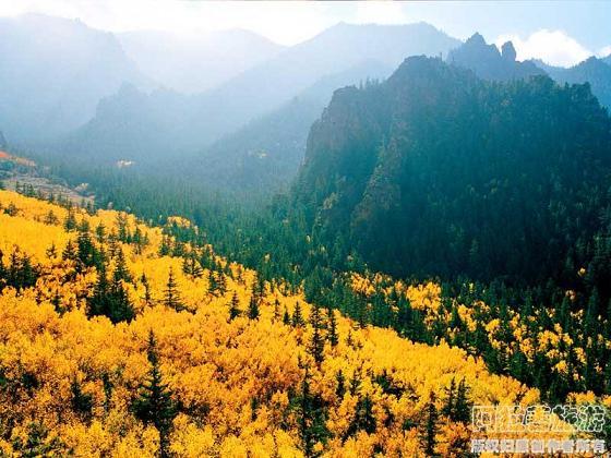 賀蘭山原始森林