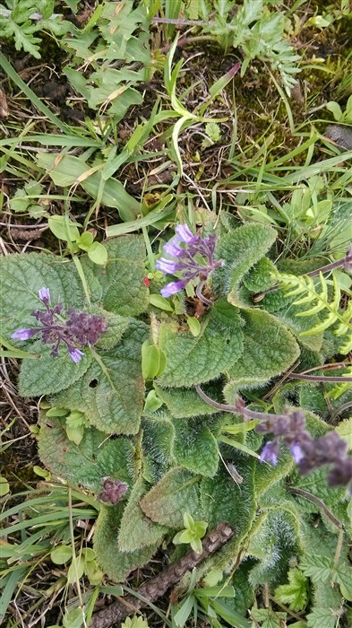 子宮草