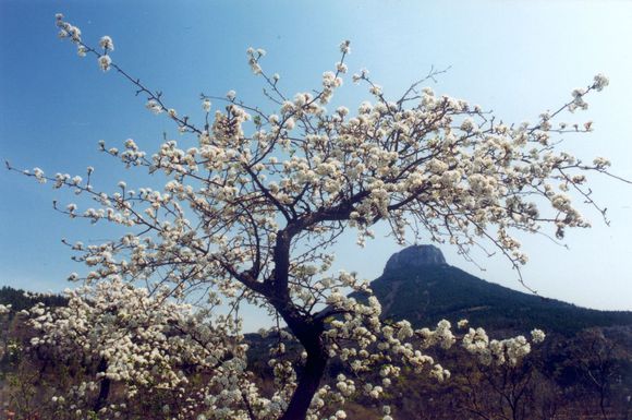 抱犢崮森林公園