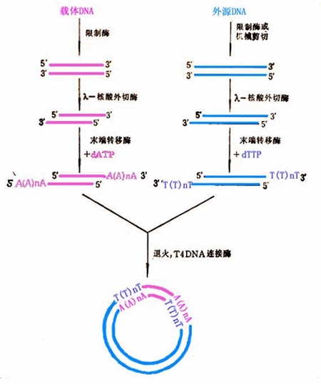 末端酶系統