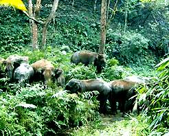 西雙版納熱帶雨林自然保護區
