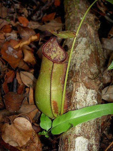 N. bicalcarata × N. gracilis