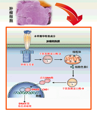 經線粒體通道誘導癌細胞凋亡