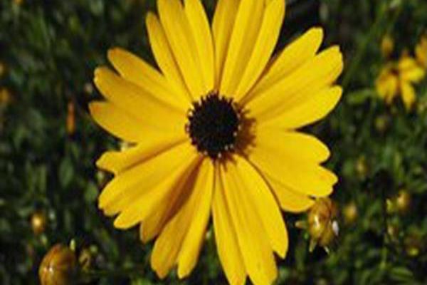 Coreopsis integrifolia