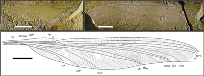 準噶爾盆地發現的原蜻蜓目化石