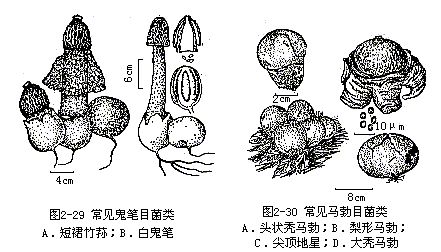 長孢遊動雙孢菌