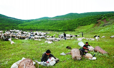 羊毛草地村