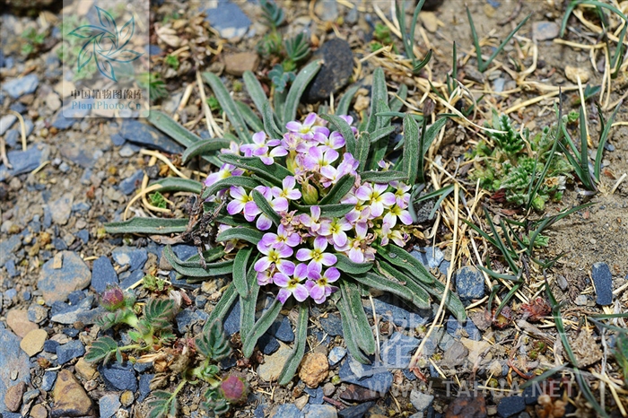 紫花糖芥