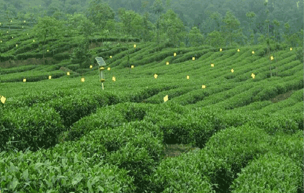 馬邊彝族自治縣