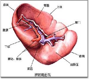 硫安布新(丁苯硫脲)