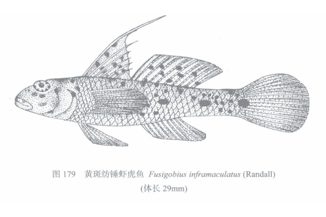 黃斑紡錘蝦虎魚