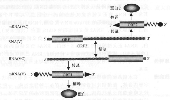 纖細病毒屬雙義RNA的表達