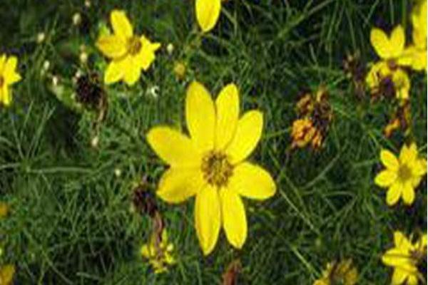 Coreopsis verticillata