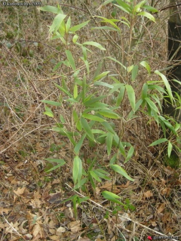 玉山竹屬