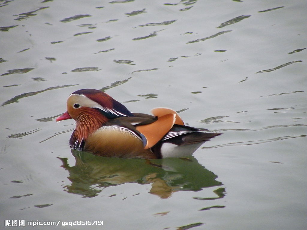 鴛鴦湖畔(公園名稱)