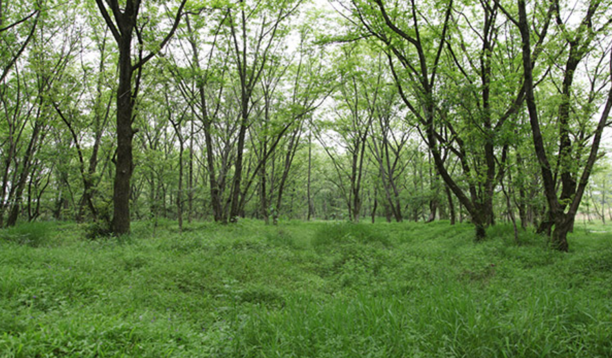 浙江麗水九龍國家濕地公園