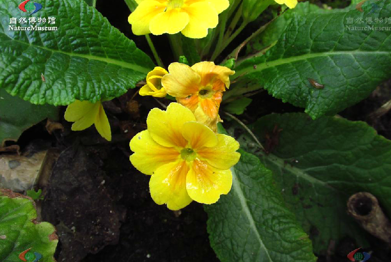 鄂報春(報春花屬多年生草本植物)