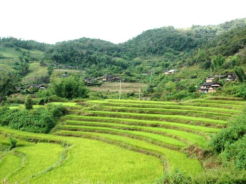 紅毛樹村(景洪市景訥鄉勐板村委會下轄村)