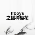 tfboys之播種櫻花