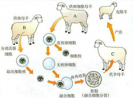 克隆學原理圖