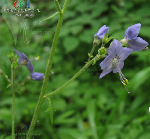 絲花花荵