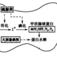 抗甲狀腺藥物