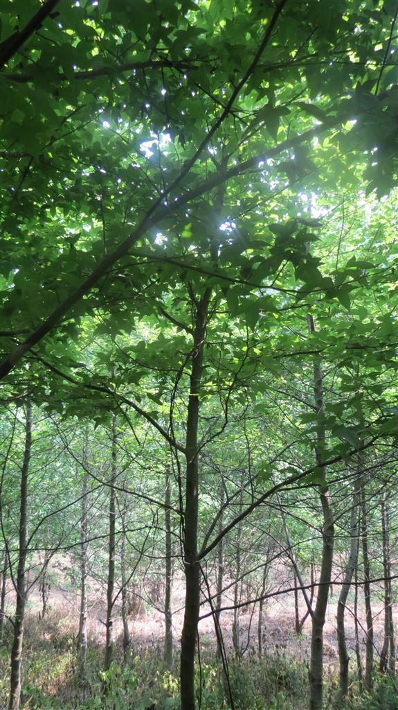 楓香安徽霍山群體家系山19