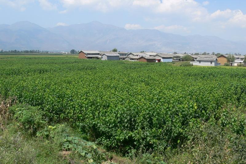 金鎖村發展重點-乾地桑田