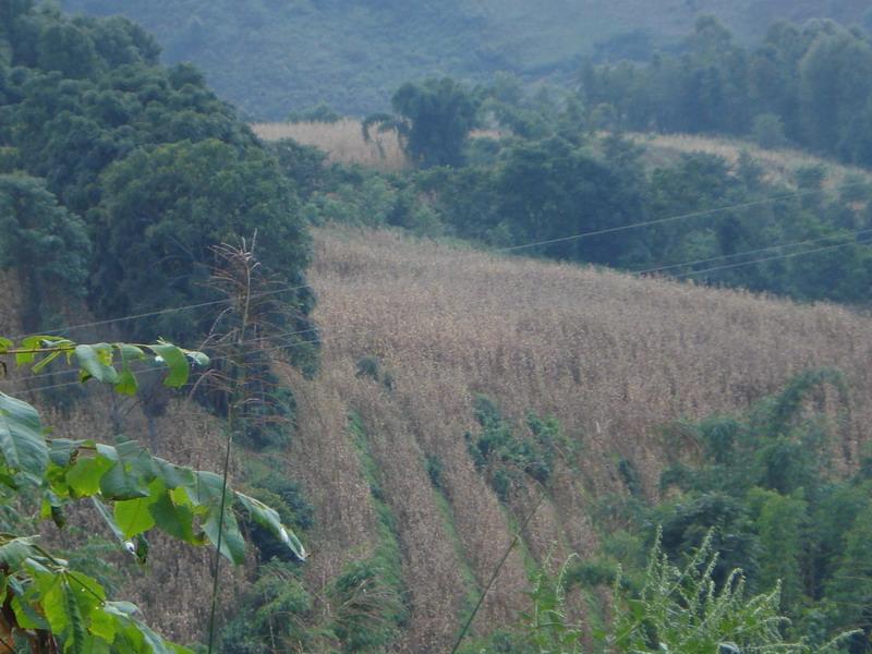 膠廠自然村玉米地