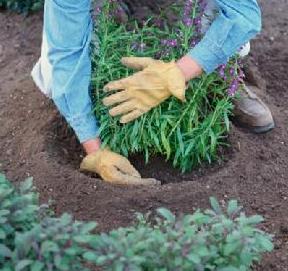 藥用植物板藍根黑斑病