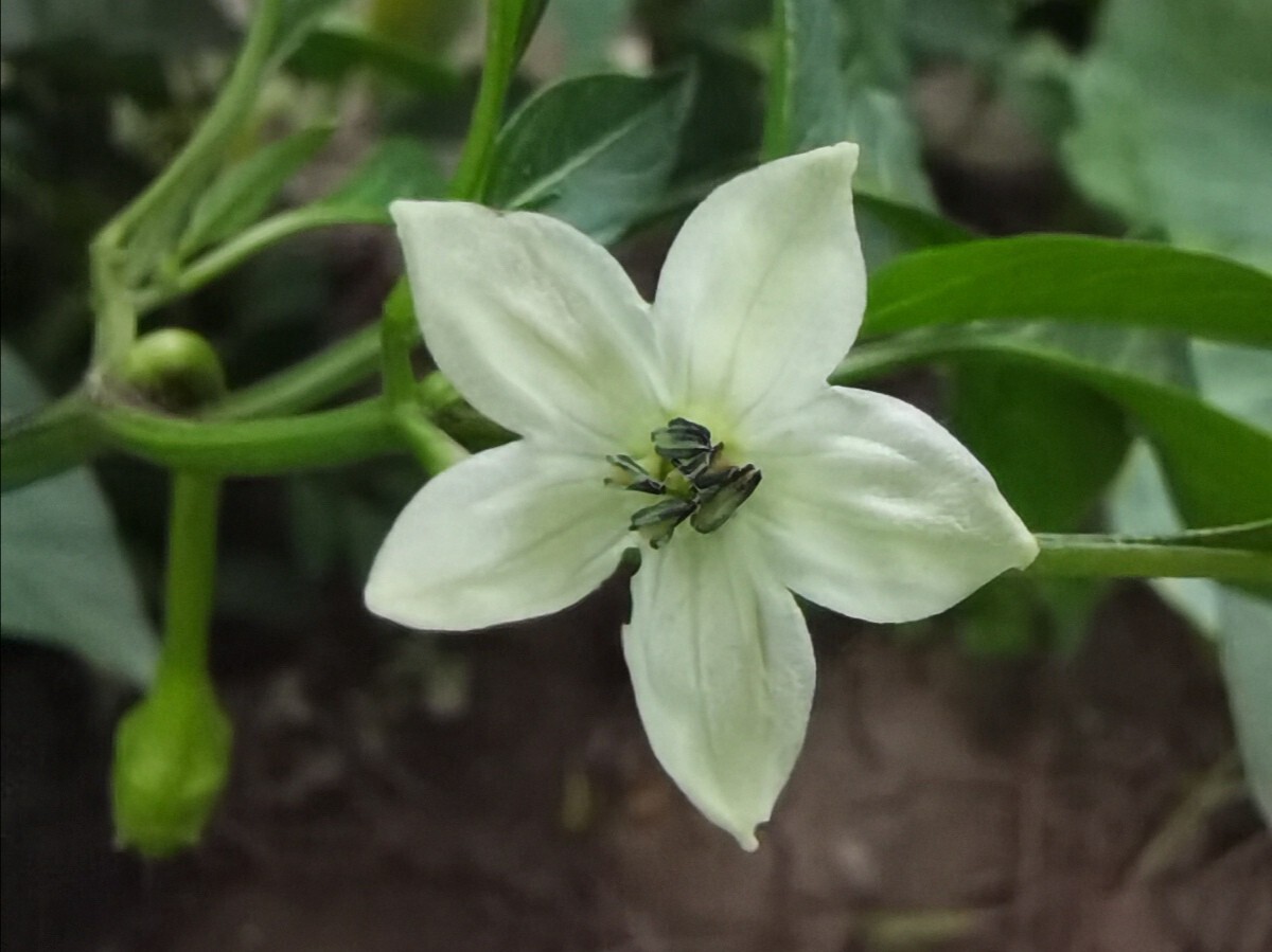 辣椒(茄科辣椒屬的一種植物)