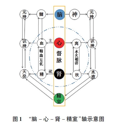 腦-心-腎-精室軸