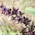 黑紫藜蘆