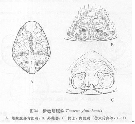 伊敏峭腹蛛