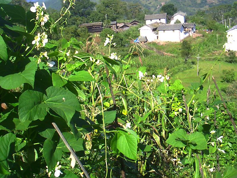 白芸豆