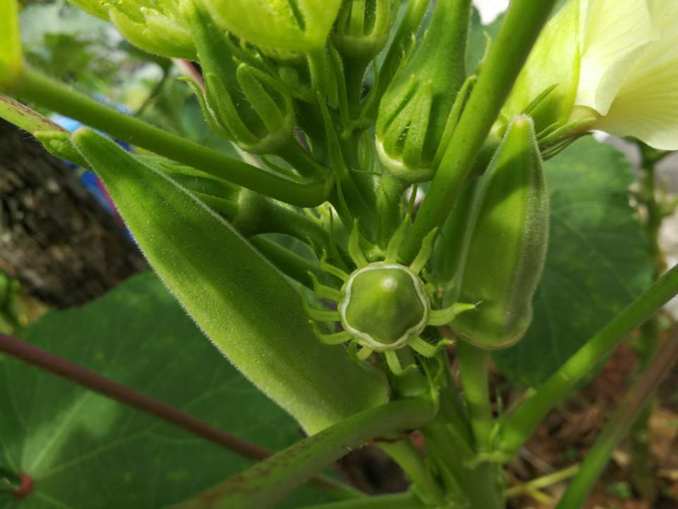 咖啡黃葵(補腎草)