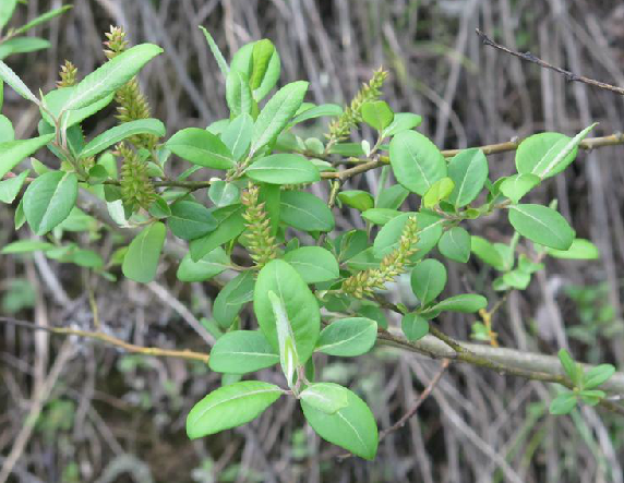 小葉柳(山楊柳)