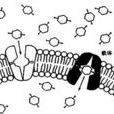 促進擴散(易化擴散)