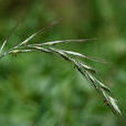 鵝觀草(植物)