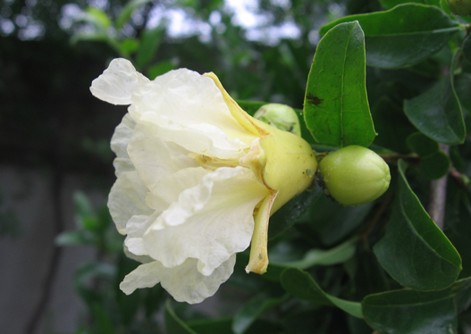 懷遠白花石榴