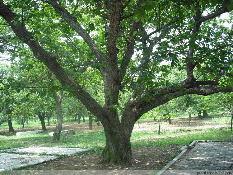 江蘇邳州古栗省級森林公園