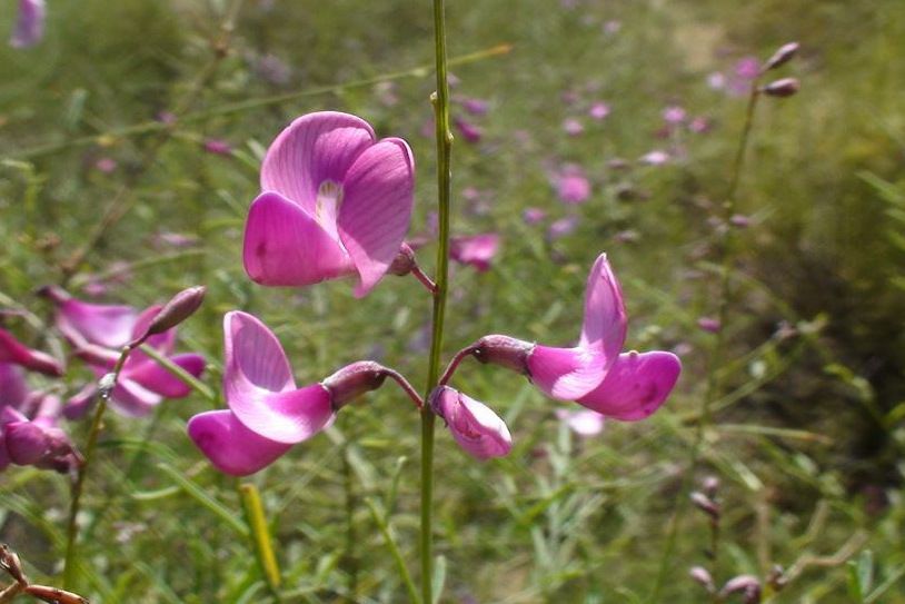 花棒榆陽亞群體9號