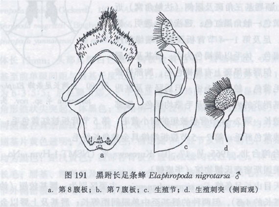 黑跗長足條蜂