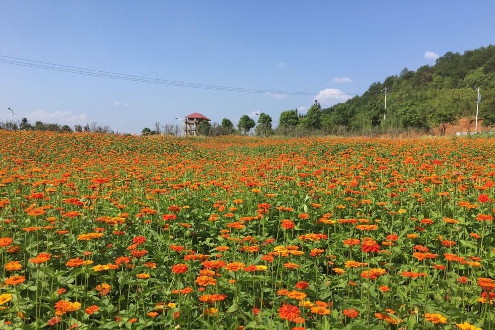 建陽（臥龍灣）武夷花花世界景區