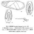 寬翅樹蟋