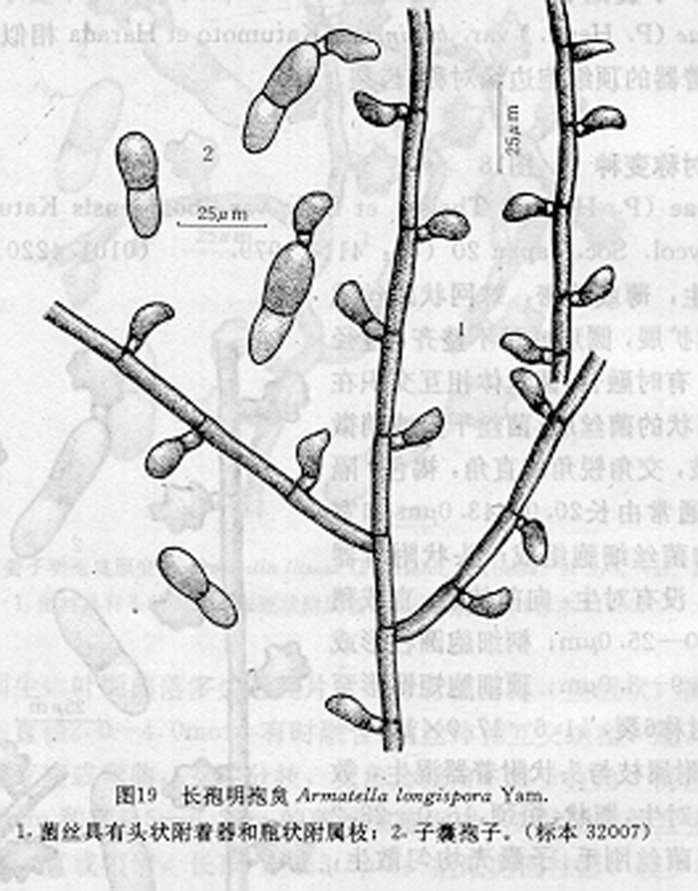 長孢明孢炱