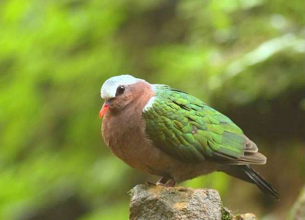 綠背金鳩斯里蘭卡亞種