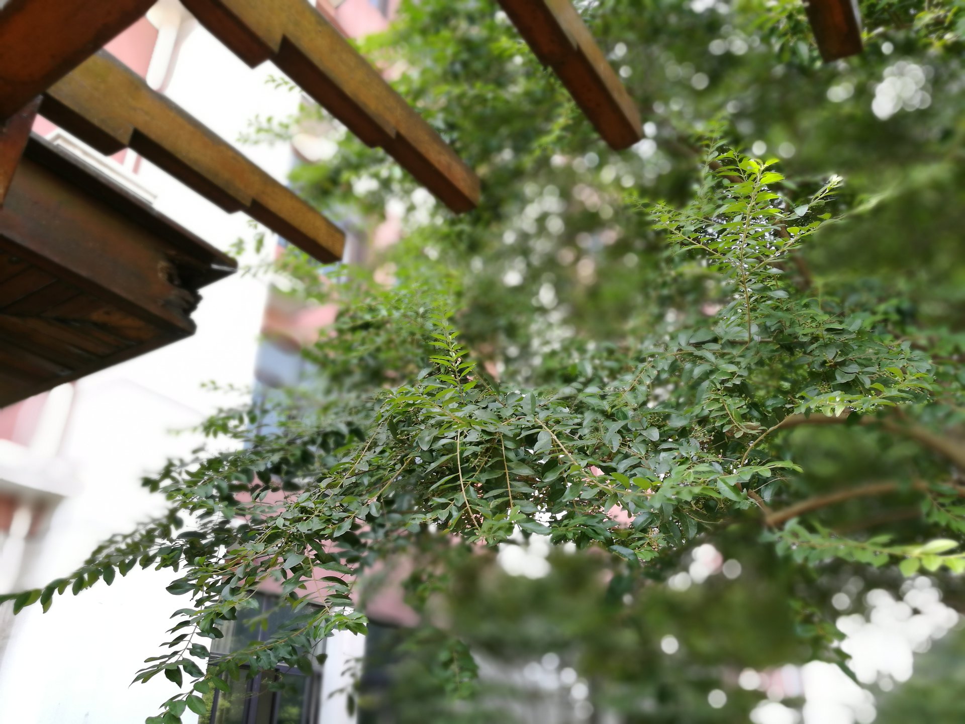 丹陽市雲陽學校